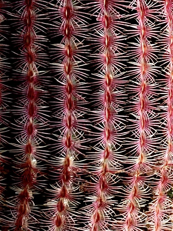 Echinocereus pectinatus v.jpeg